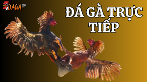 Đá gà trực tiếp