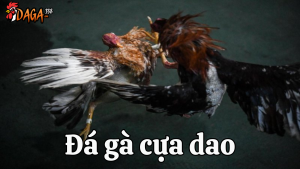 đá gà trực tiếp cựa dao