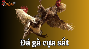 đá gà trực tiếp cựa sắt 