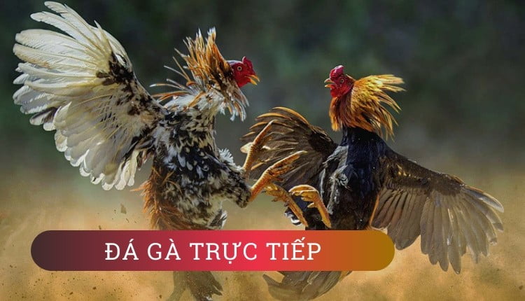 luật đá gà 