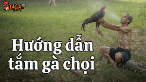 hướng dẫn tắm gà chọi