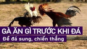 cho gà ăn gì trước khi đá