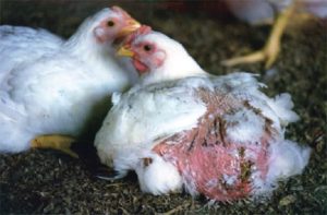 hướng dẫn chữa bệnh gà mổ lông nhau