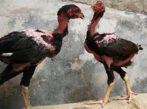 bệnh mổ cắn, gà mổ lông nhau