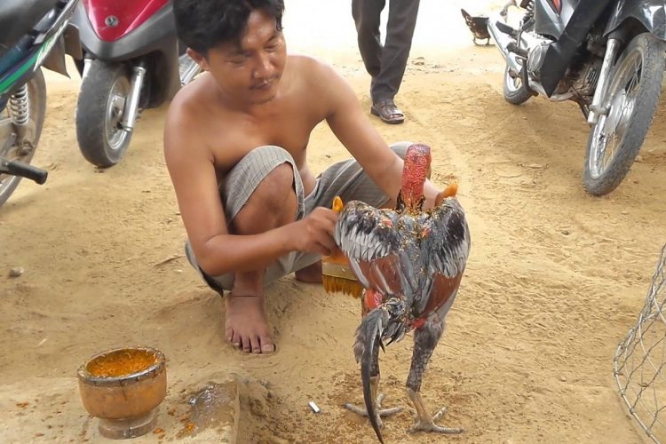 cách phục hồi gà sau khi đá