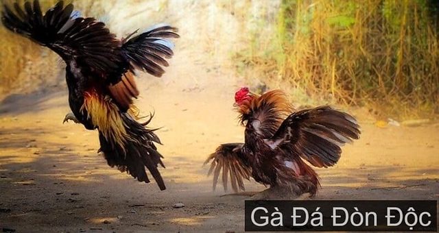 gà đá đòn độc