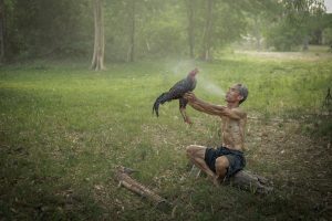 tắm gà chọi là gì