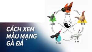 màu mạng gà đá hôm nay