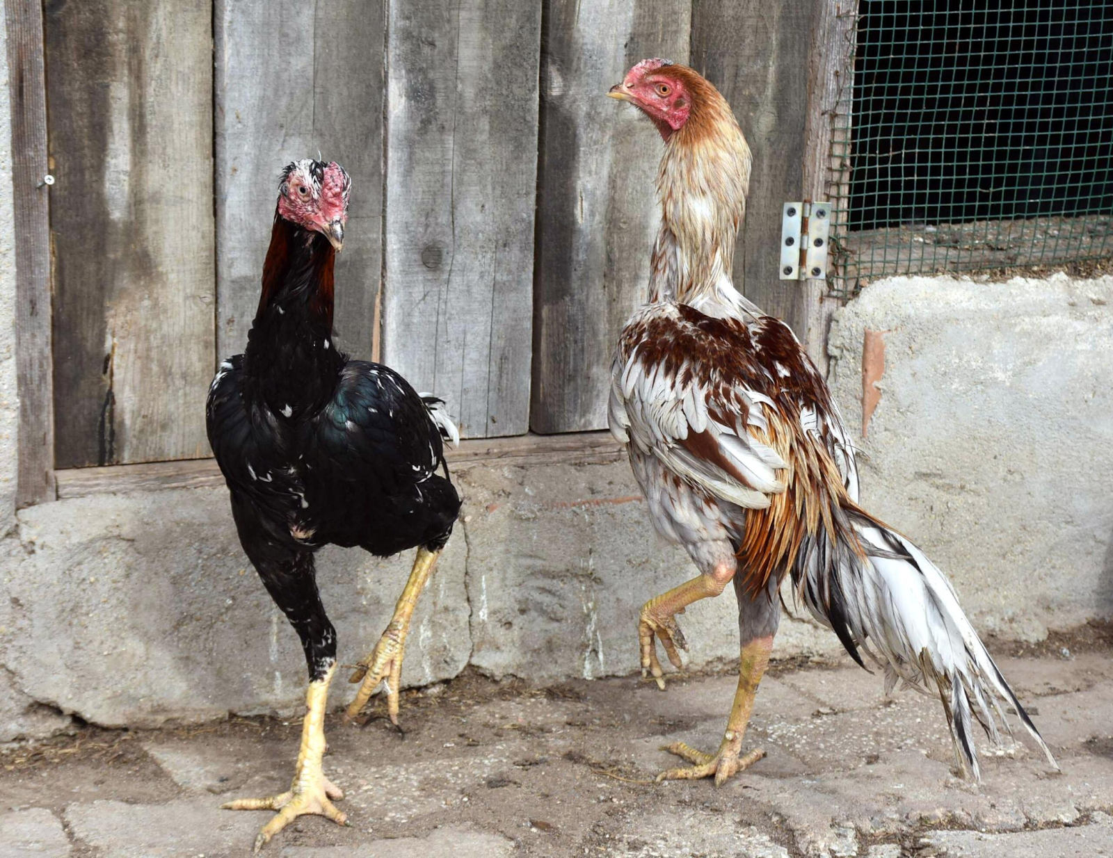 chọn gà chọi tơ