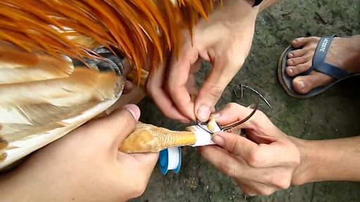 cựa gà chọi