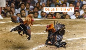 đá gà ăn 8