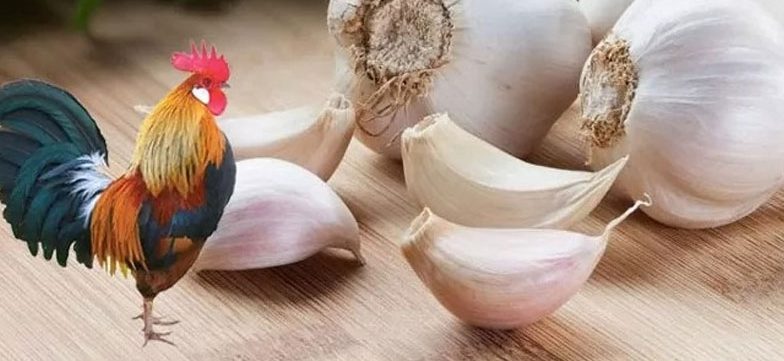 tỏi và hành cho gà