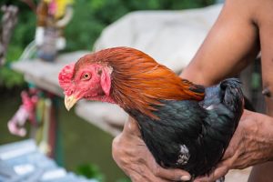 gà chọi bị rút gân