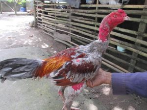 gà đá bo lớn