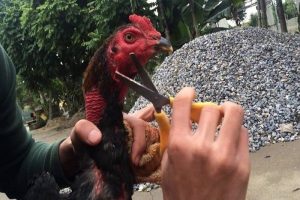 gà đá bo lớn