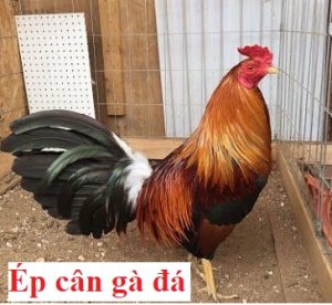 ép cân gà