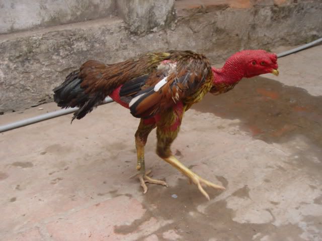 gà chọi bị thương