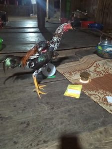 gà chọi cánh tiên
