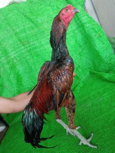 gà chọi cánh tiên