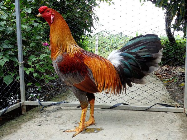 gà trống tốt