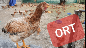 bệnh ort