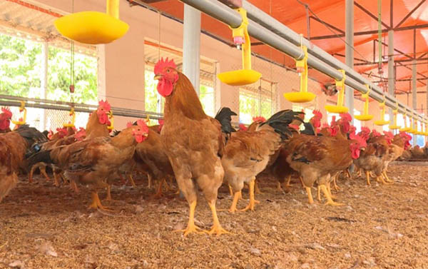 kiểm soát ruồi trong chuồng gà