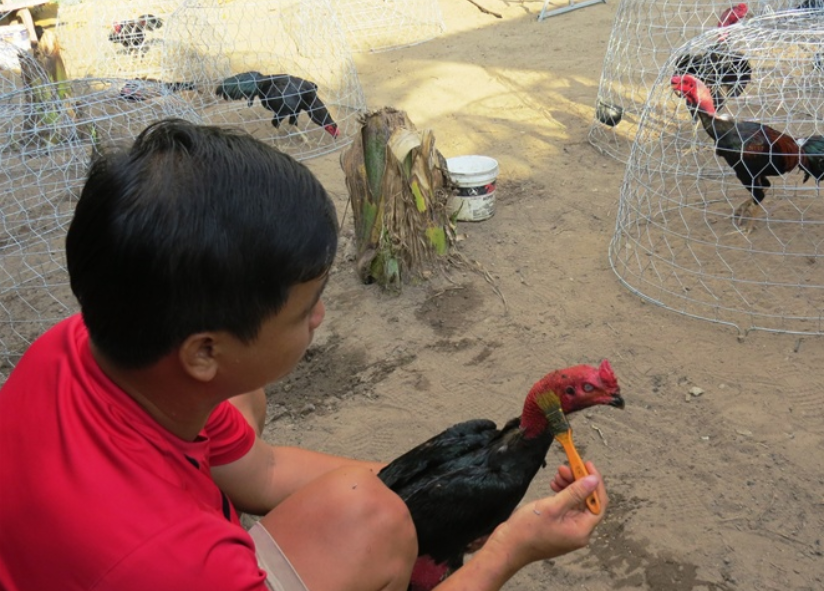 nuôi gà đá từ 6 tháng 