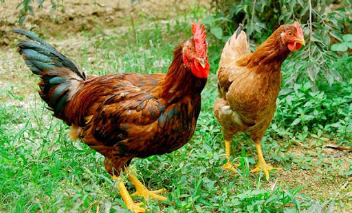 thuốc tẩy giun tự chế 