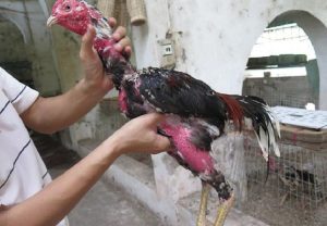 vần hơi gà