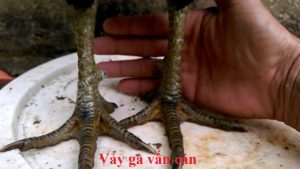 vảy vấn cán