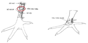 vảy vấn cán