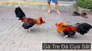 gà tre đá cựa