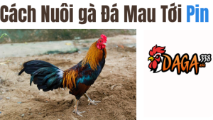 gà đá nhanh tới pin