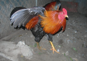 thư hùng kê