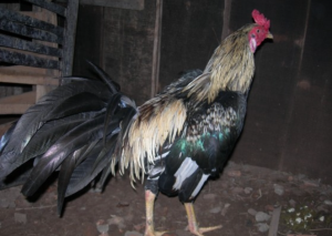 thư hùng kê