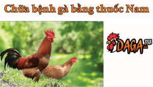 chữa bệnh gà bằng thuốc nam