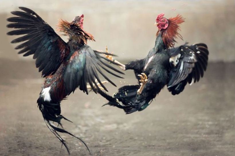gà chọi đá hay