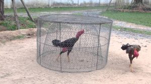 gà chọi máu chiến