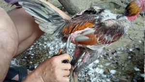 cắt tỉa lông gà chọi