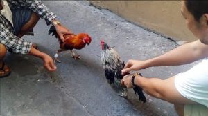 đá gà cựa tròn