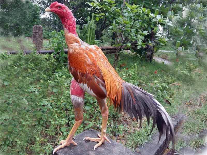 gà chọi đá hay