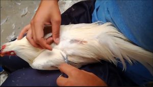 cắt tỉa lông gà chọi