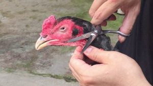 cắt tỉa lông gà chọi