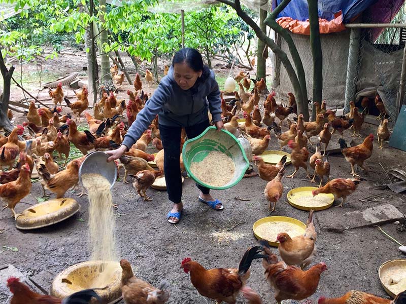 đậu nành cho gà