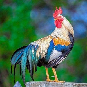 gà linh kê thần kê