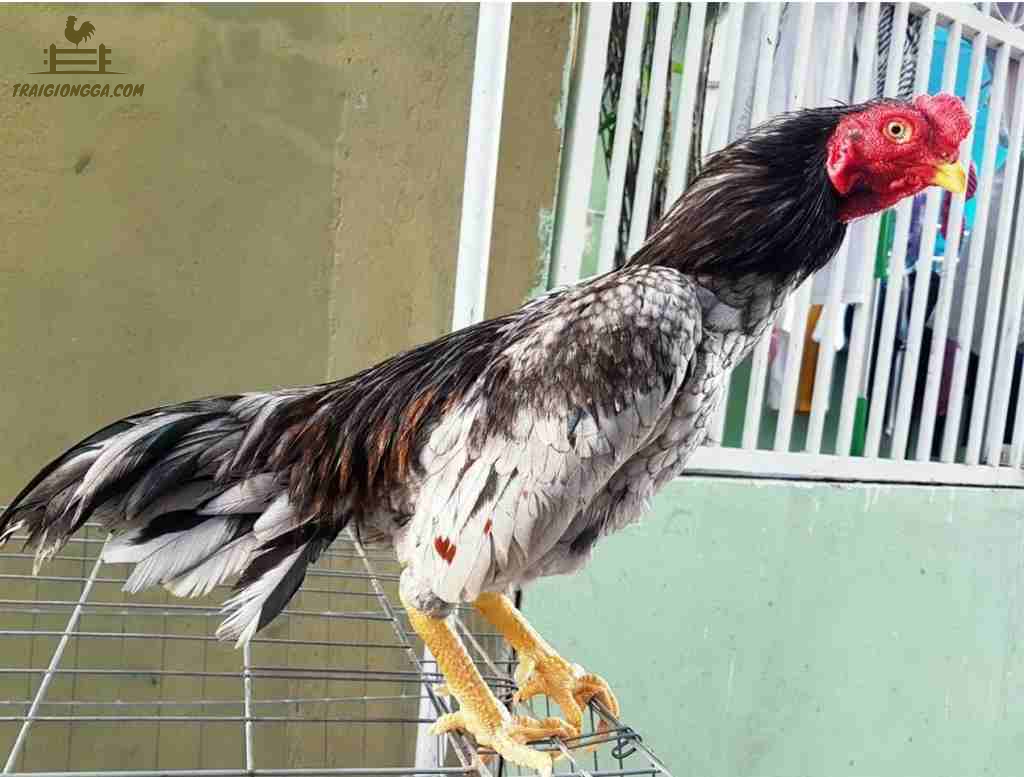 giống gà trống tốt