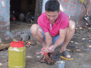 chữa bệnh gà bằng thuốc nam với nghệ