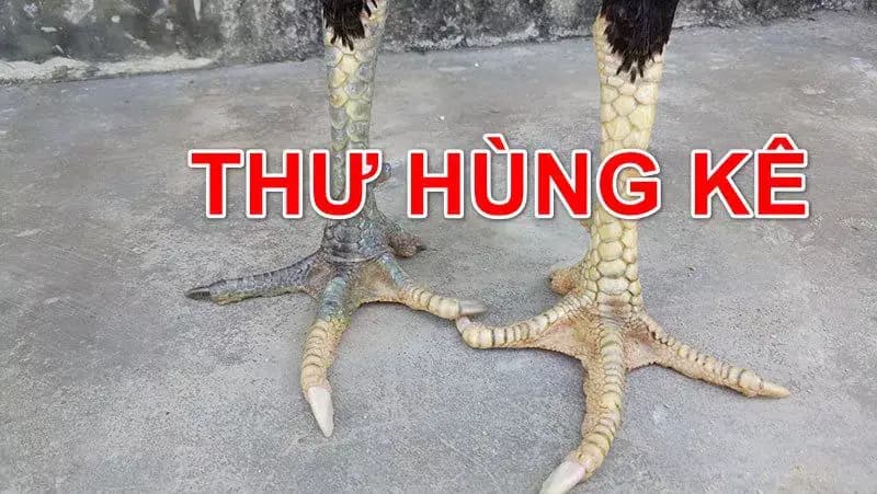 thư hùng kê