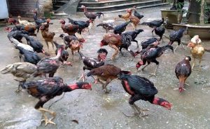 nuôi gà chọi có gân
