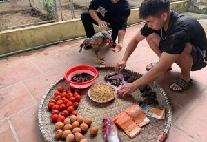 bổ sung mồi cho gà đá